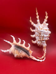Pair of Scorpion Display Shells – Lambis scorpius 4.7