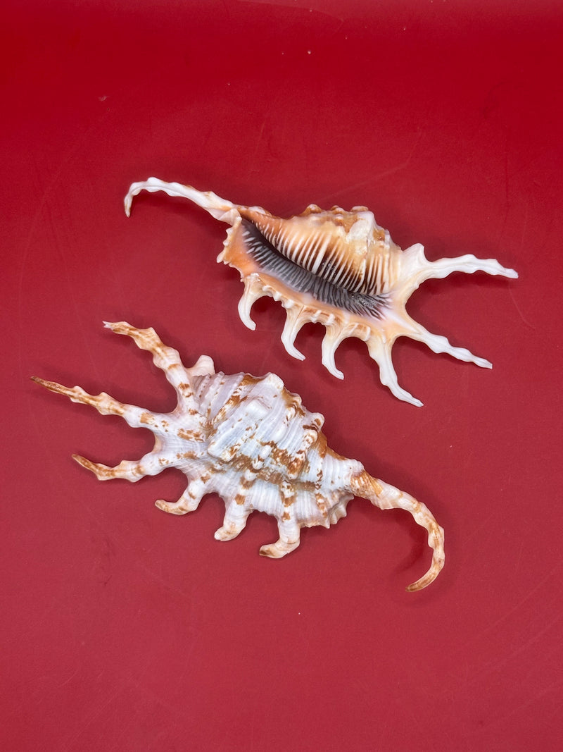 Pair of Lambis scorpius Scorpion Shells – 4.7" and 4.4" angled display