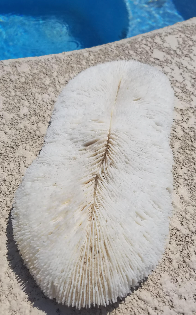 Vintage Bone White Slipper Sea Corals Beautiful Long Slender Variety Mushroom Ivory Authentic Real Coral Fossil Collectible Aquarium Feature