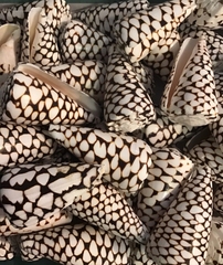 Marbled Cone Shells Conus marmoreus