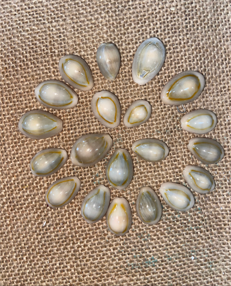 Yellow Ring Top Cowrie Shell