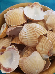 Mexican Deep Cup Scallop