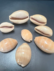 Carnelian Cowry