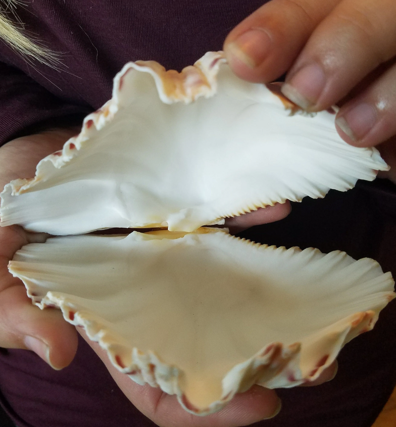 Bear Paw Clam Shell Pairs Hippopus hippopus