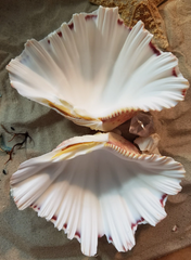 Bear Paw Clam Shell Pairs Hippopus hippopus