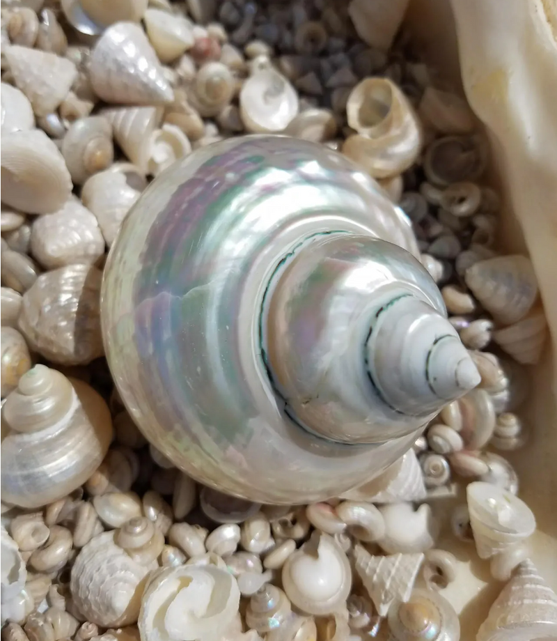 Large Pearl Jade Turbo Shell