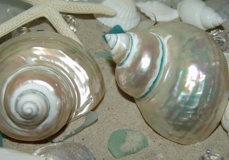 Large Pearl Jade Turbo Shell