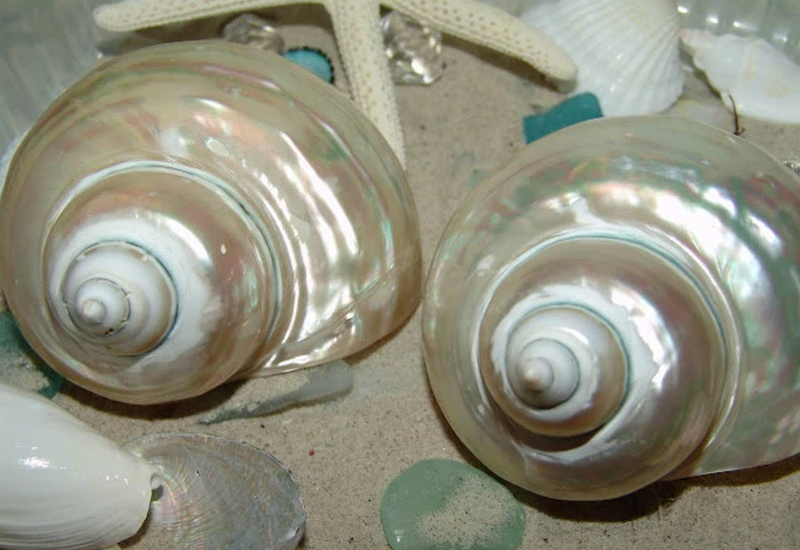 Large Pearl Jade Turbo Shell