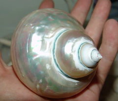 Large Pearl Jade Turbo Shell