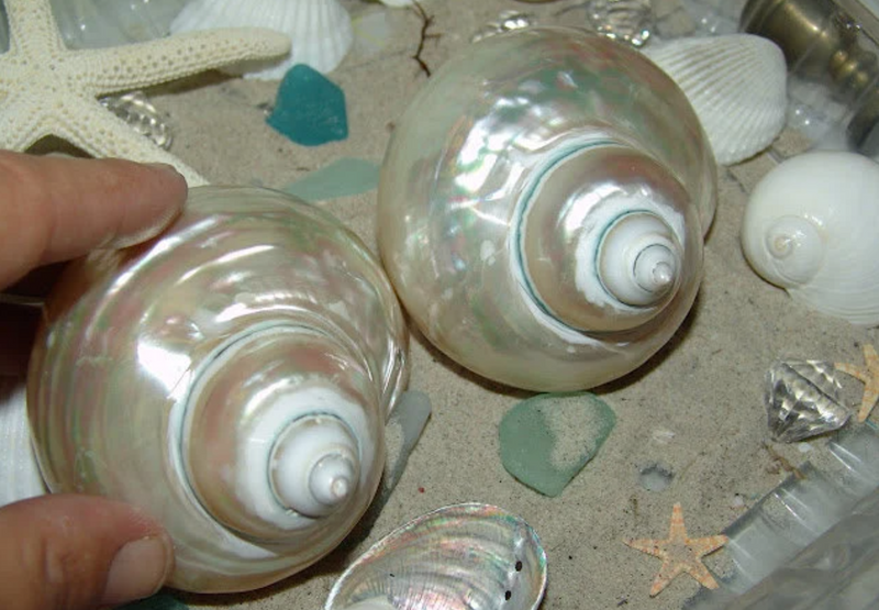 Large Pearl Jade Turbo Shell