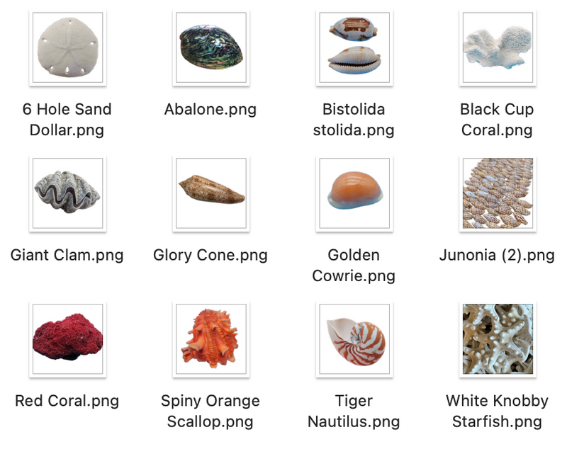 Coastal Shell Digital Sticker Pack | 26 PNG Transparent Planner ...