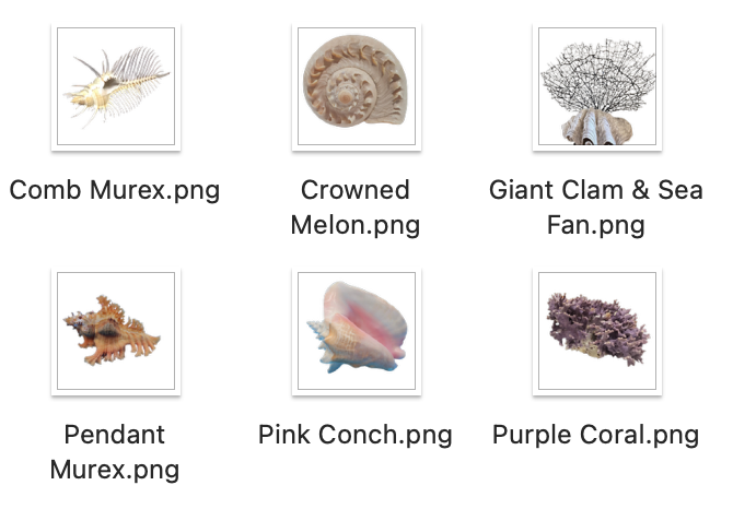 Coastal Shell Digital Sticker Pack | 26 PNG Transparent Planner ...