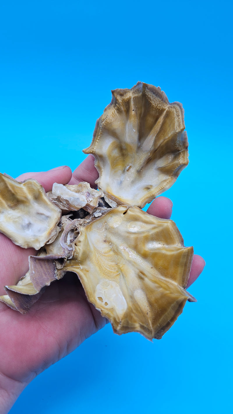 Twin Cockscomb Oyster with mirrored ridges and textured surface