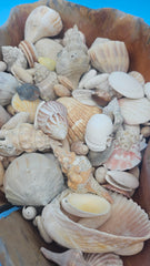 Seashell filled wooden basket – natural nautical home display