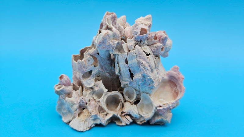 Small barnacle bloom with scallop shell natural décor