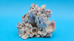 Small barnacle bloom with scallop shell natural décor