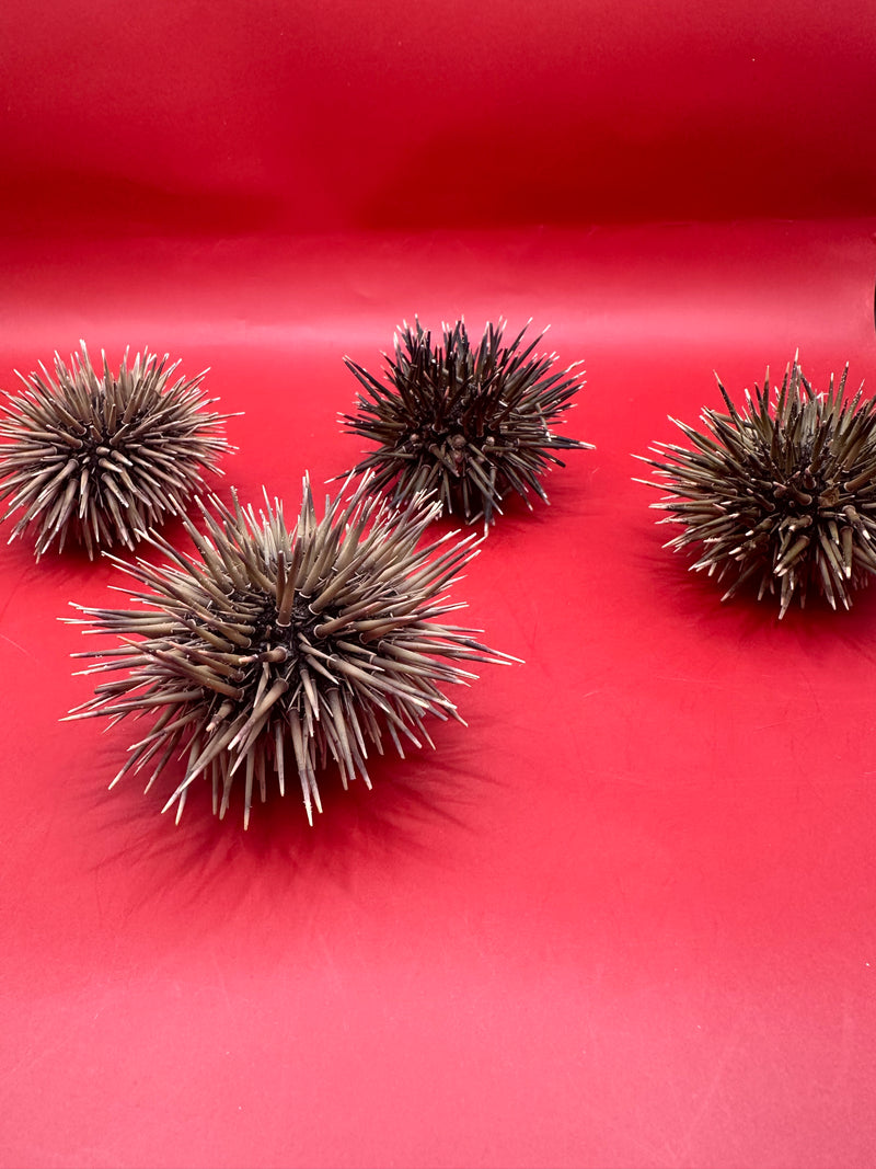 Several Pink Urchins (Echinometra mathaei) on red background