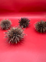 Several Pink Urchins (Echinometra mathaei) on red background