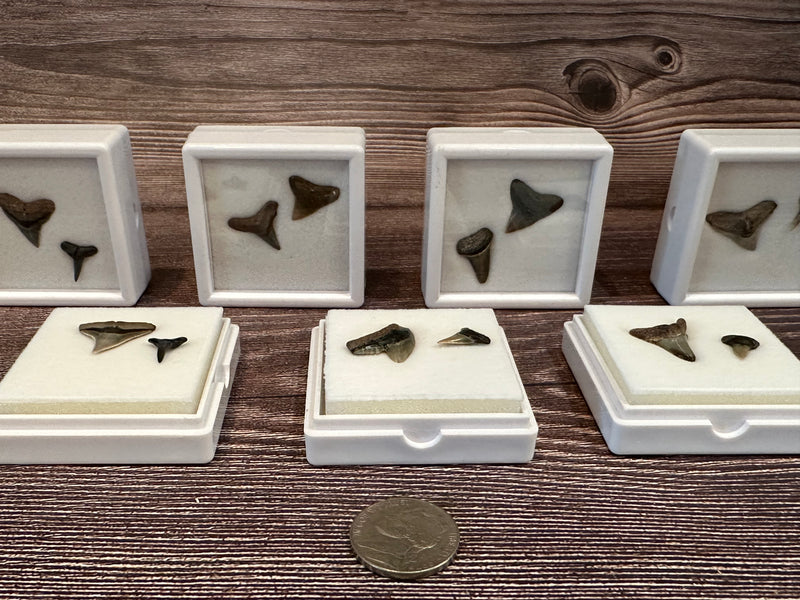 Port Aransas Collected Shark Tooth Fossils in white protective cases, available as single or double tooth sets