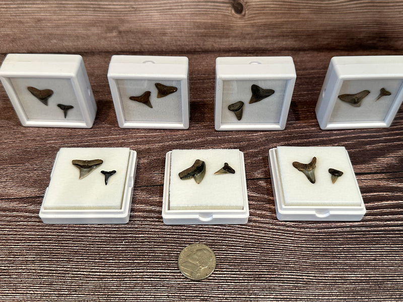 Port Aransas Collected Shark Tooth Fossils in white protective cases, available as single or double tooth sets