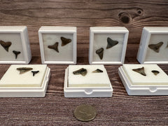 Port Aransas Collected Shark Tooth Fossils in white protective cases, available as single or double tooth sets