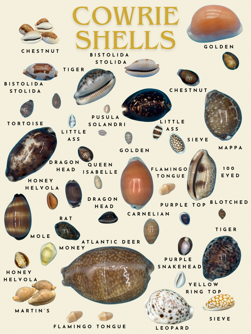Coastal Reference Material | Shell & Ocean Guides | Loving Coastal Living