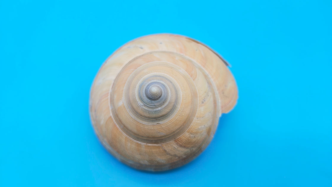 Deep Hazra Shell Rare Pleurotomaria hirasei Deep Sea Display Shell with Operculum – 3.6 ...