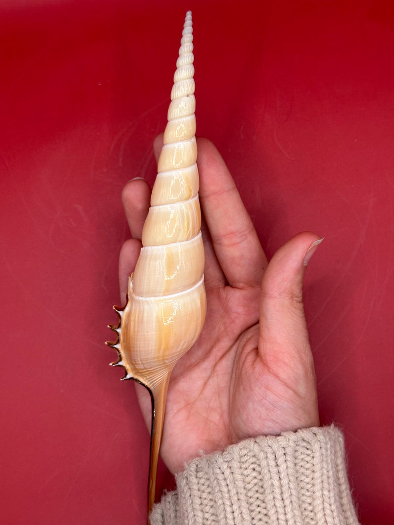Large Shinbone Tibia Shell smooth surface view – beach home decor accent