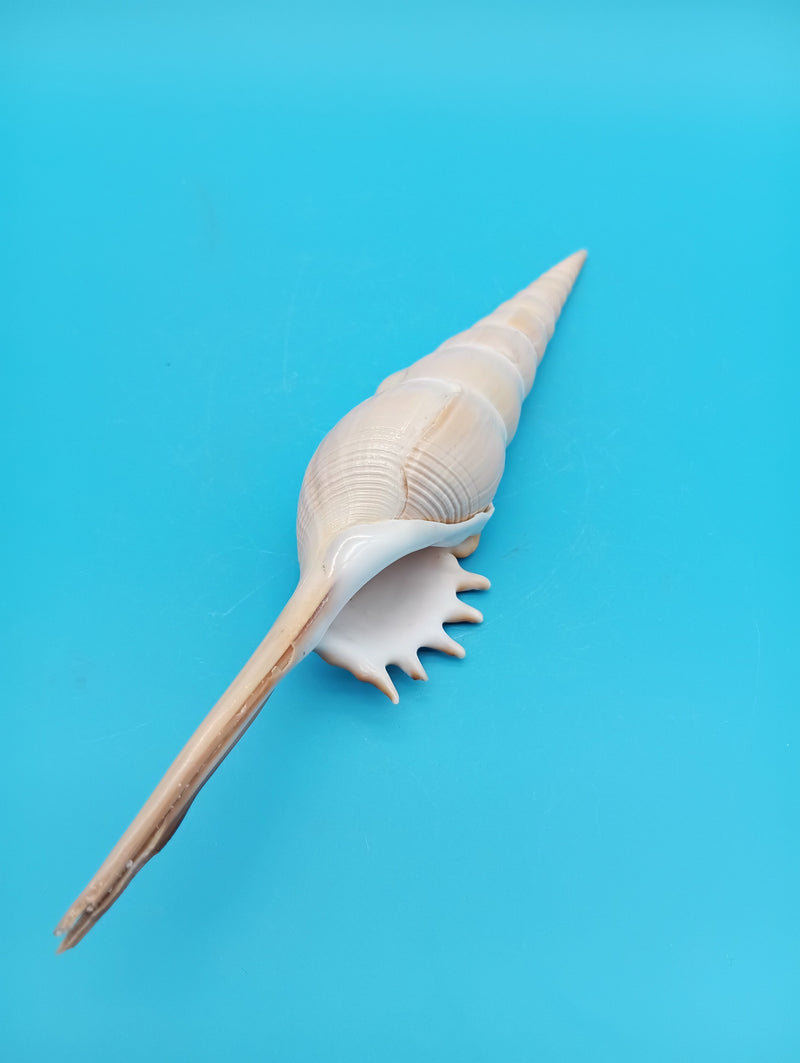 9" Shinbone Tibia shell display – natural coastal home decor