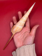Large Shinbone Tibia Shell in hand – coastal display shell for home decor