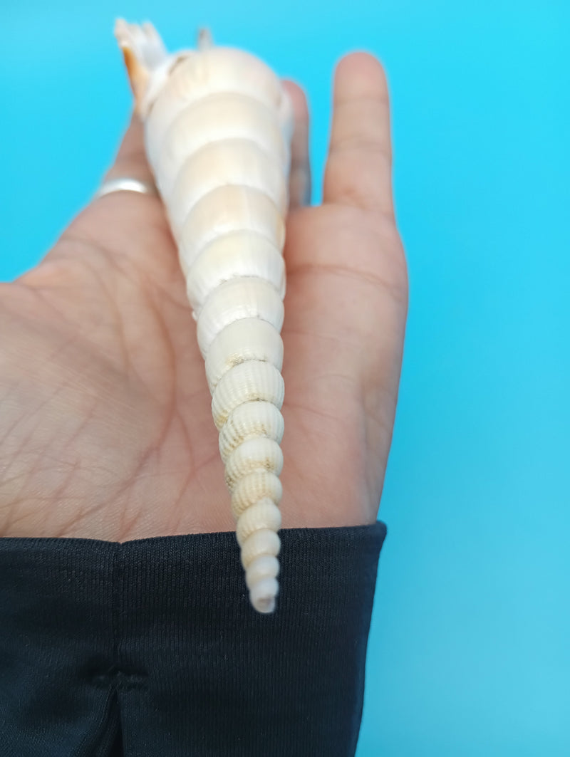 Side profile of Shinbone Tibia shell – 9 inch beach decor accent