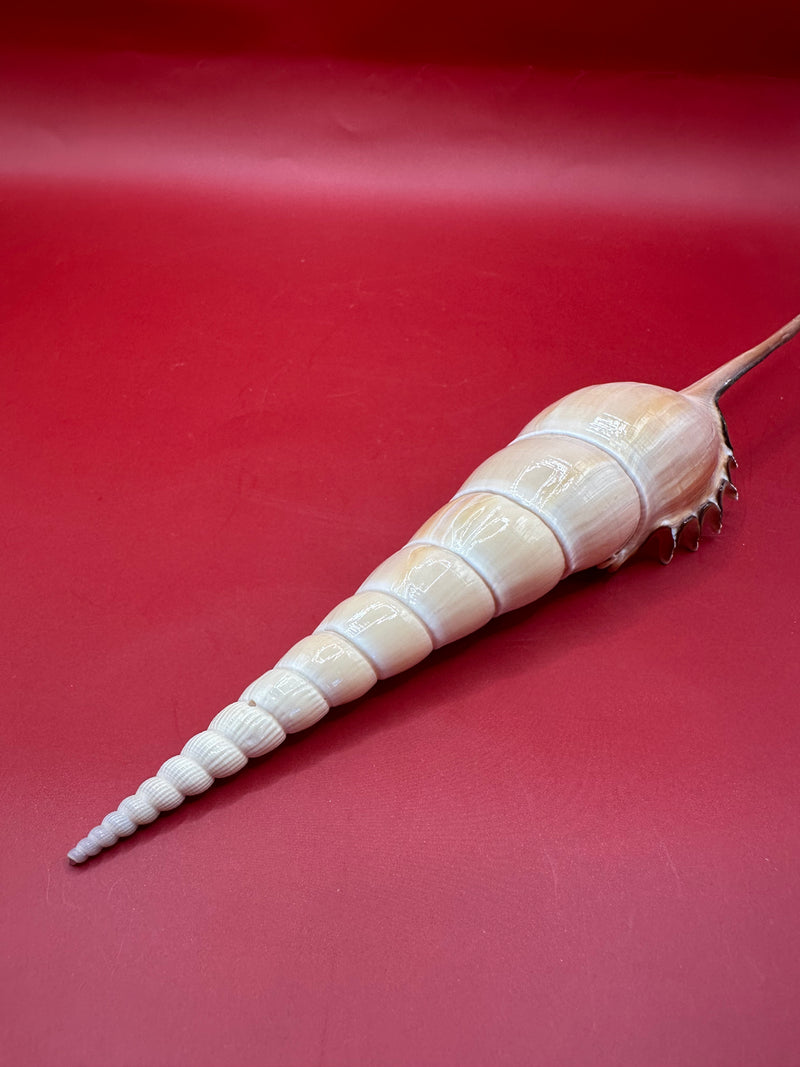 Shinbone sitting angled on red background