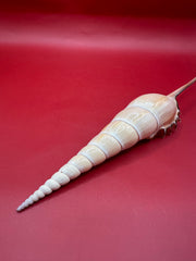 Shinbone sitting angled on red background