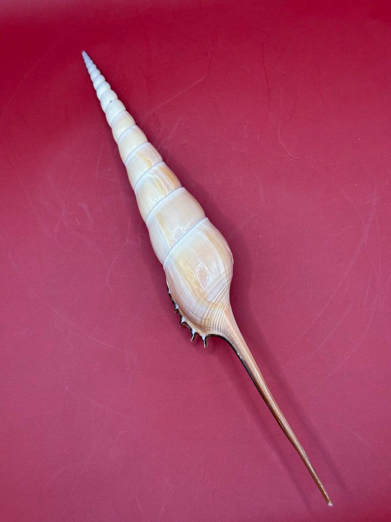 Aerial view of. a9" shinebone tibia showing from back of shell to front