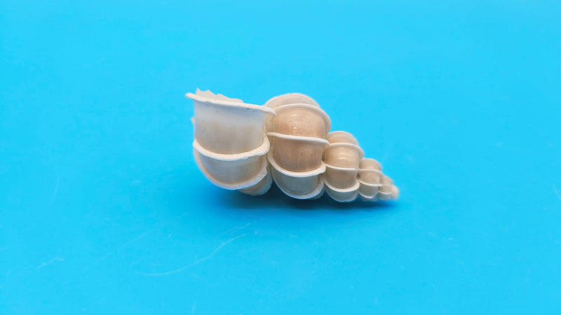 Large Exceptional Epitonium Wentletrap Shell (Epitonium sp.) - Premium ...