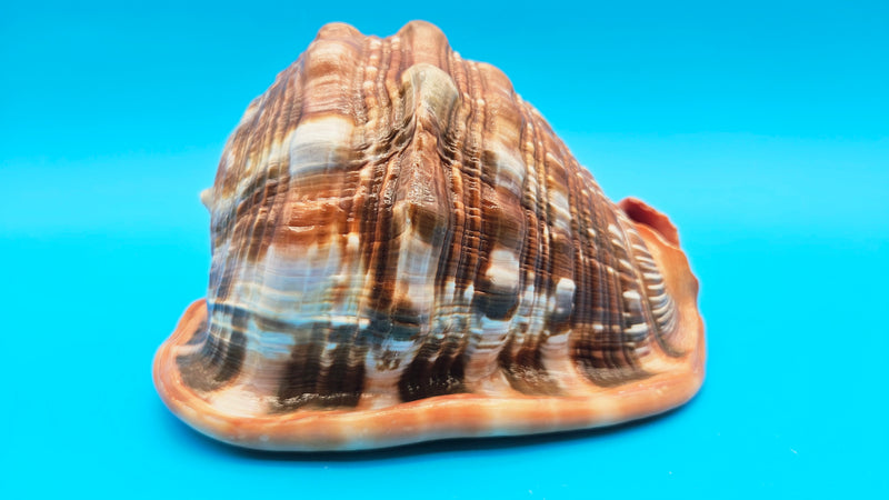 Select Bullmouth Helmet Shell (Cypraecassis rufa) - 7.25” x 5.25 ...