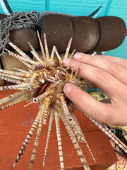 Side angle of zebra-patterned urchin specimen
