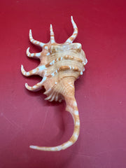 Orange Spider Conch Display Shell Premium Coastal Home Decor 4.6
