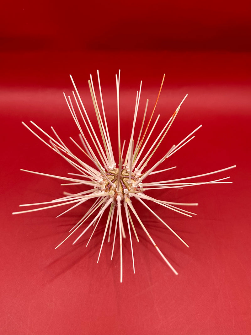 Side view of Caledonia deep water urchin with spines – Coelopleurus maculatus
