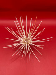 Side view of Caledonia deep water urchin with spines – Coelopleurus maculatus