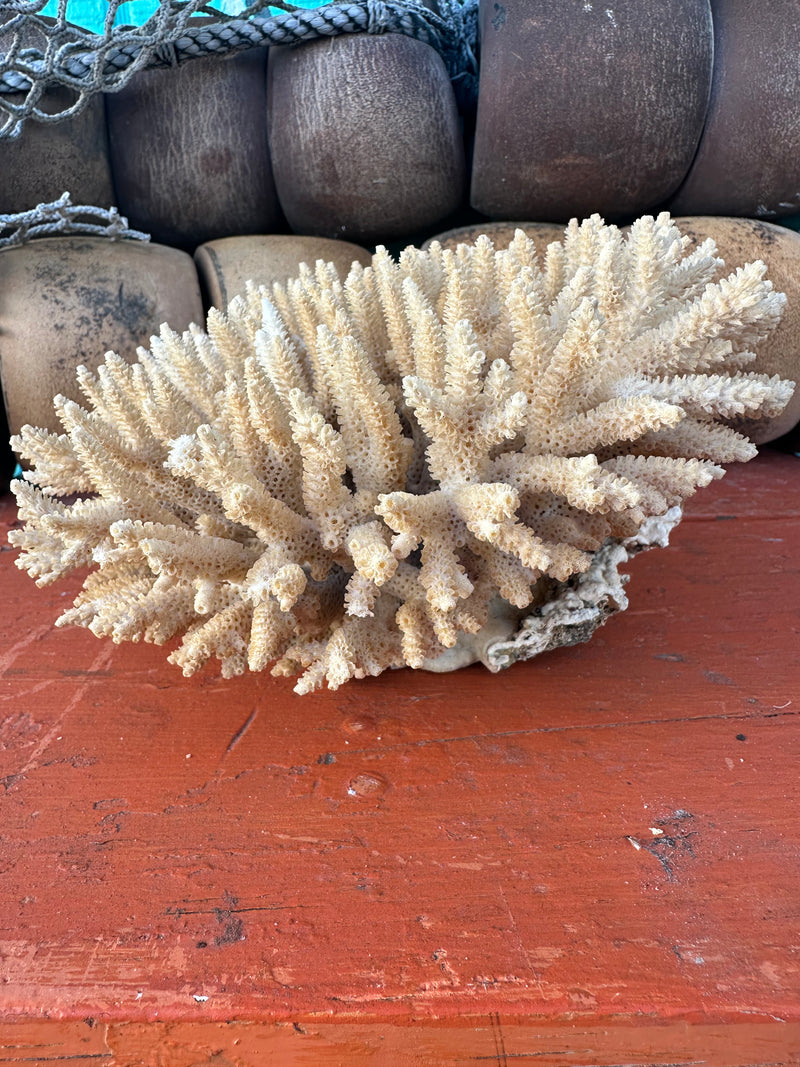 Side view of natural Table Coral vintage decor piece