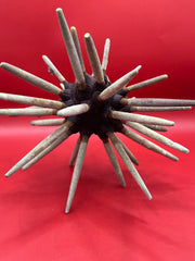 Side view of vintage club urchin shell specimen