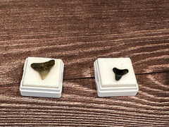 Port Aransas Collected Shark Tooth Fossils in white protective cases, available as single or double tooth sets