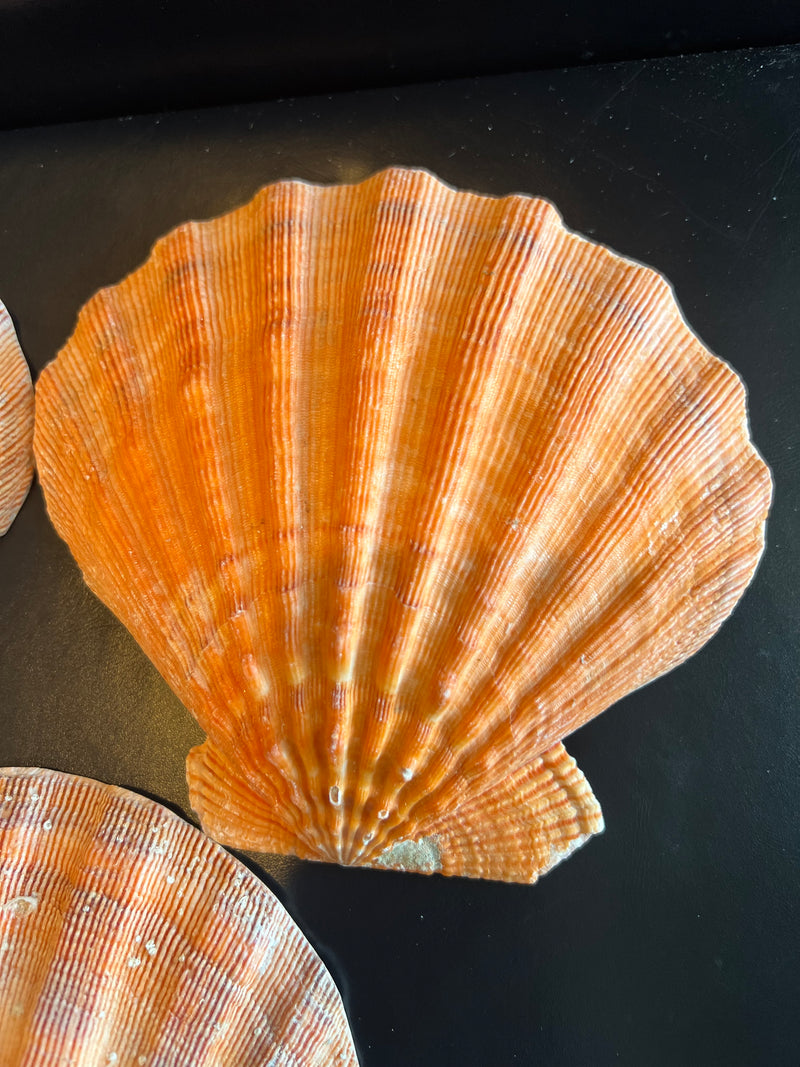 One vibrant Orange Lion's Paw Scallop Shells displayed on a black surface, showcasing their bold ribbed textures and radiant orange hues.