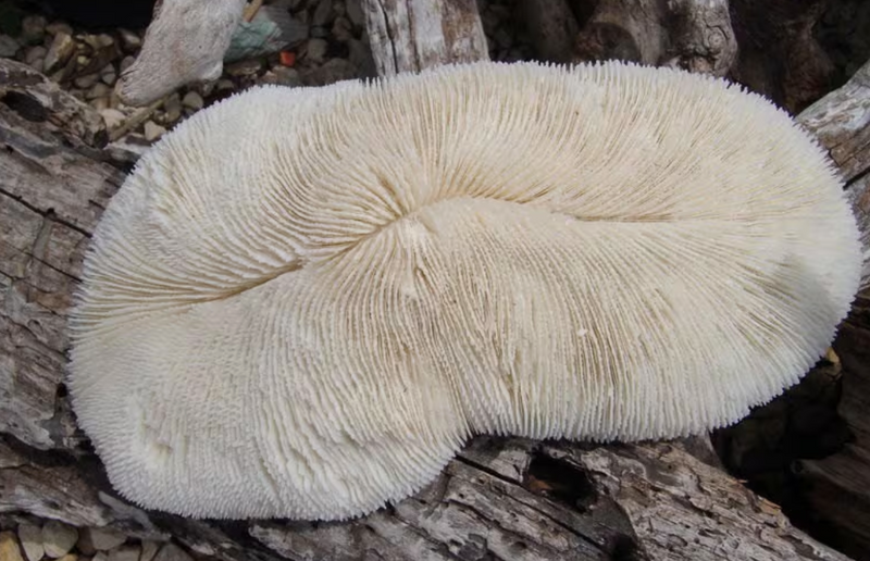 A vintage bone-white slipper sea coral with a long, slender shape and natural textures, displayed on a neutral background. This authentic coral piece, dating back to the early 1980s, showcases its unique mushroom-like form, perfect for coastal home decor.