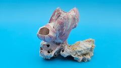 Barnacle cluster with scallop shell home décor accent