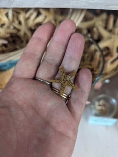 Single Bay Starfish resting in a hand.