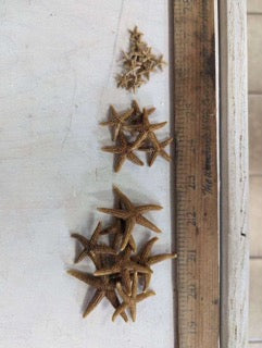 Bay Starfish next to a ruler