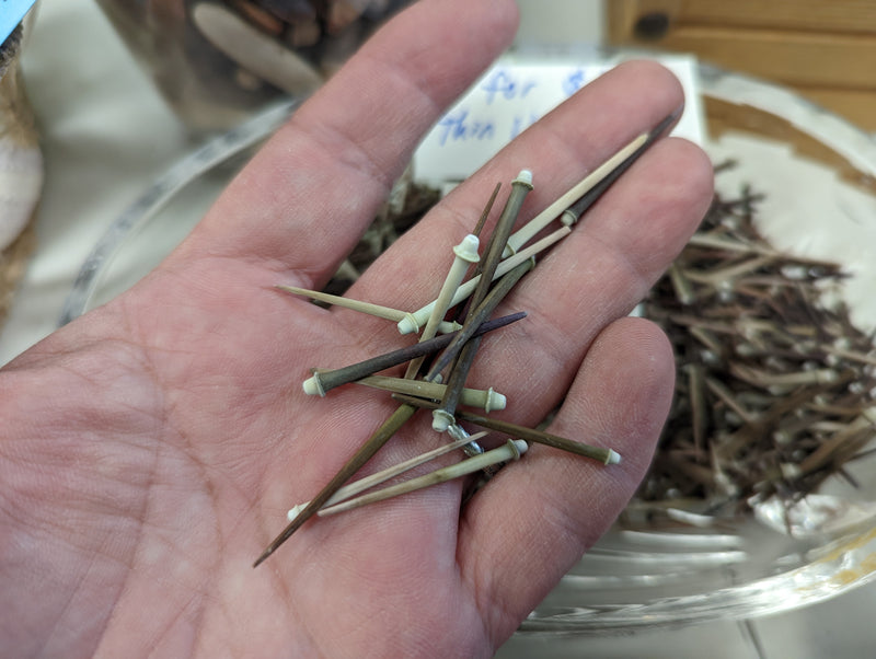 Hand holding small natural brown and beige urchin spines, each measuring between 0.5" to 1.5