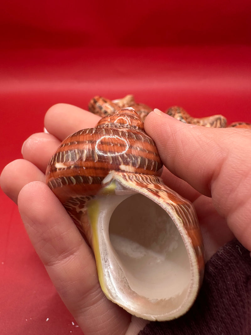 Snakeskin Tapestry Turbo Polished Shell 2–2.5"